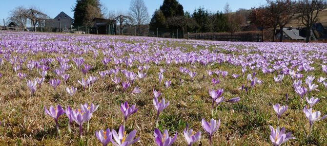 Aktuelles zur Krokusblüte 2026