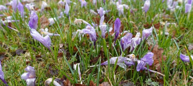 Aktuelles zur Krokusblüte 2026