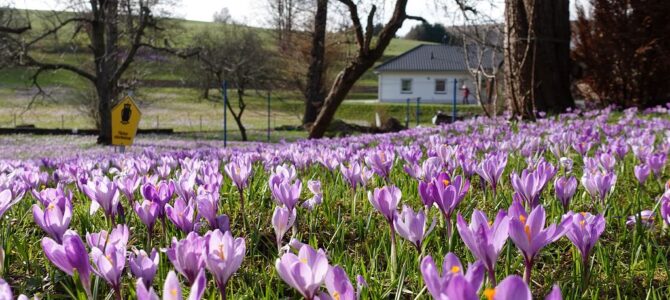 Aktuelles zur Krokusblüte 2023 Aktuelles zur Krokusblüte 2023