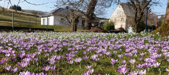 Aktuelles zur Krokusblüte 2025